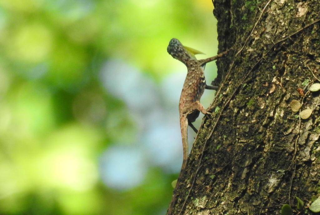 Flying dragon (inaturalist.org/Manoj Karingamadathil)