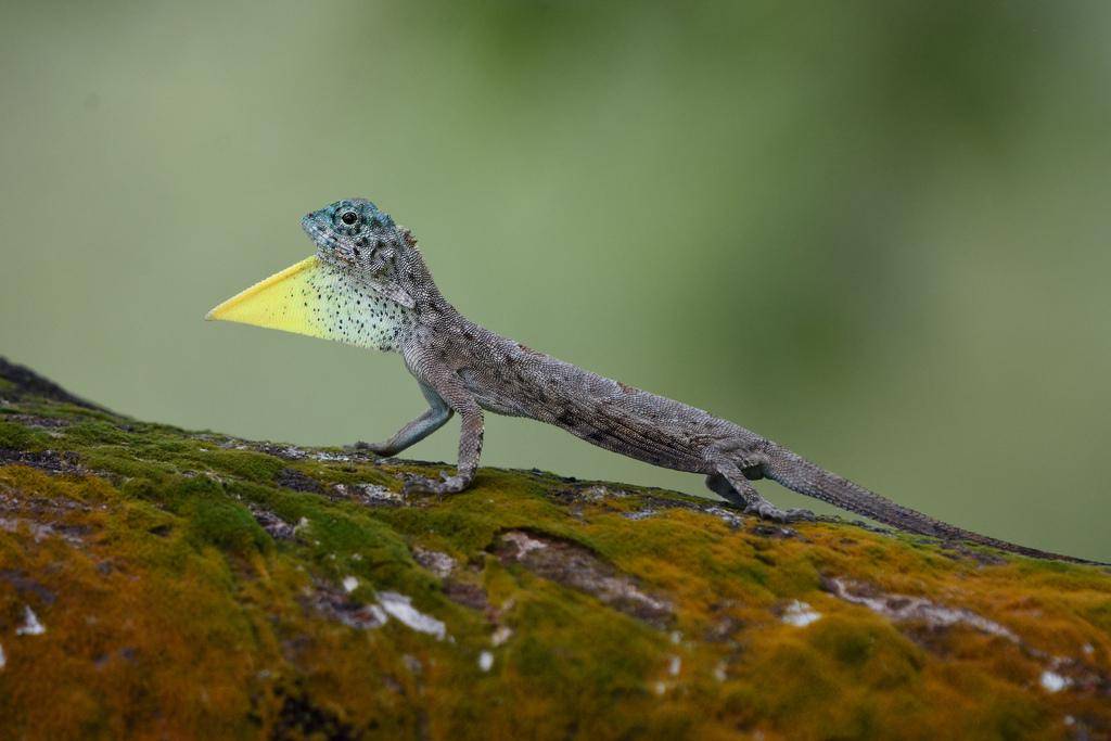 Flying dragon (inaturalist.org/Yi-Kai Tea)