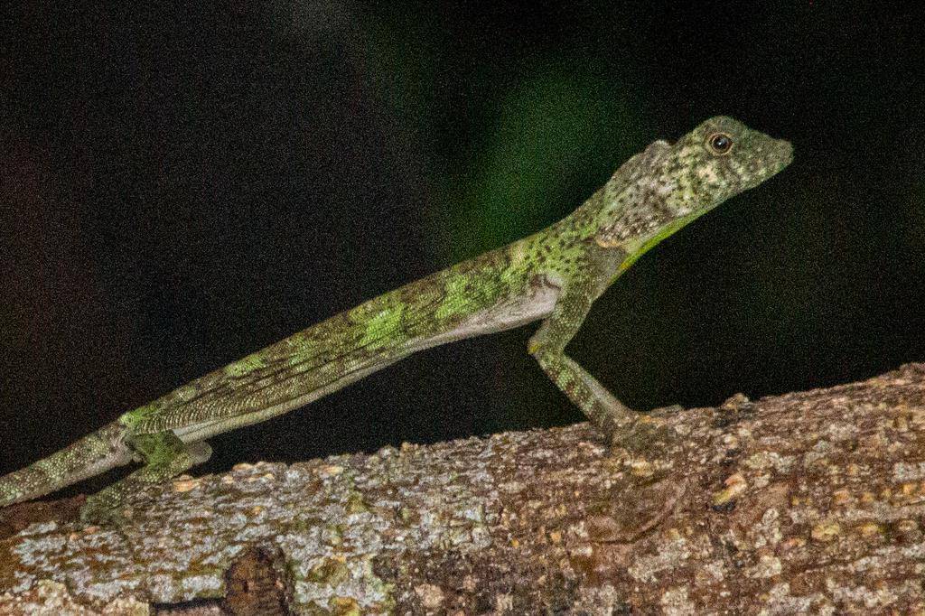 Flying dragon (inaturalist.org/Carey_Knox_Southern_Scales)