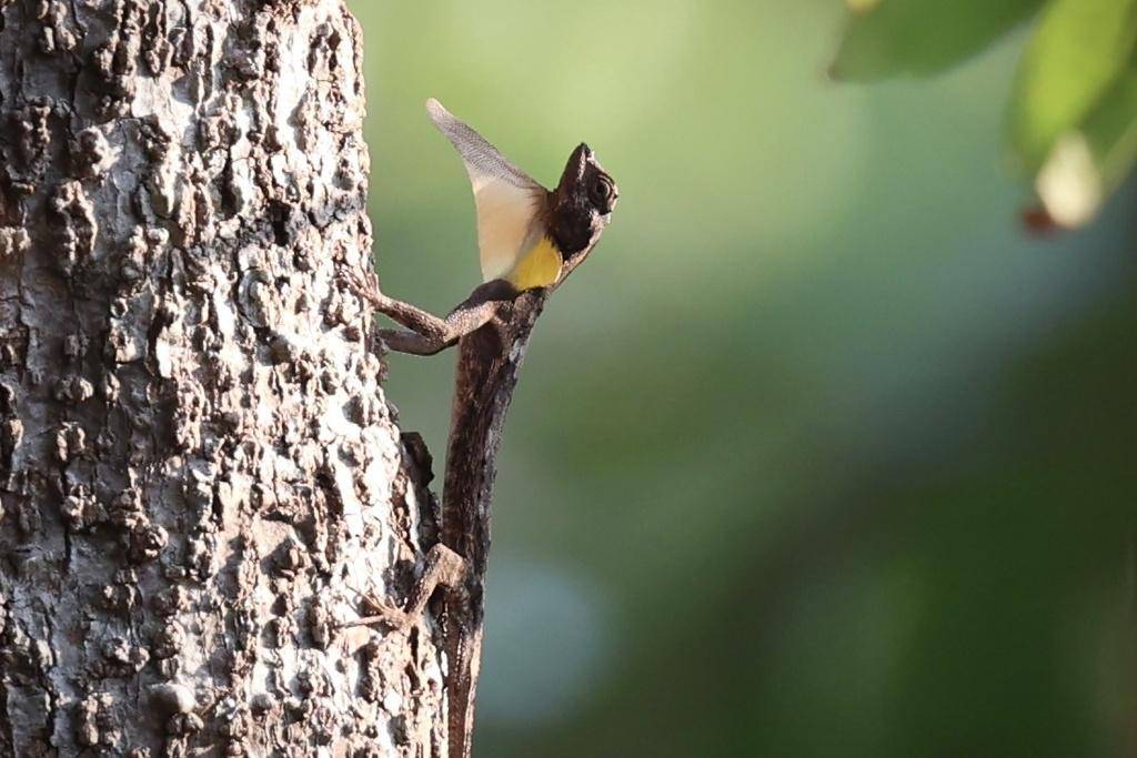 Flying dragon (inaturalist.org/wingwatcher48)