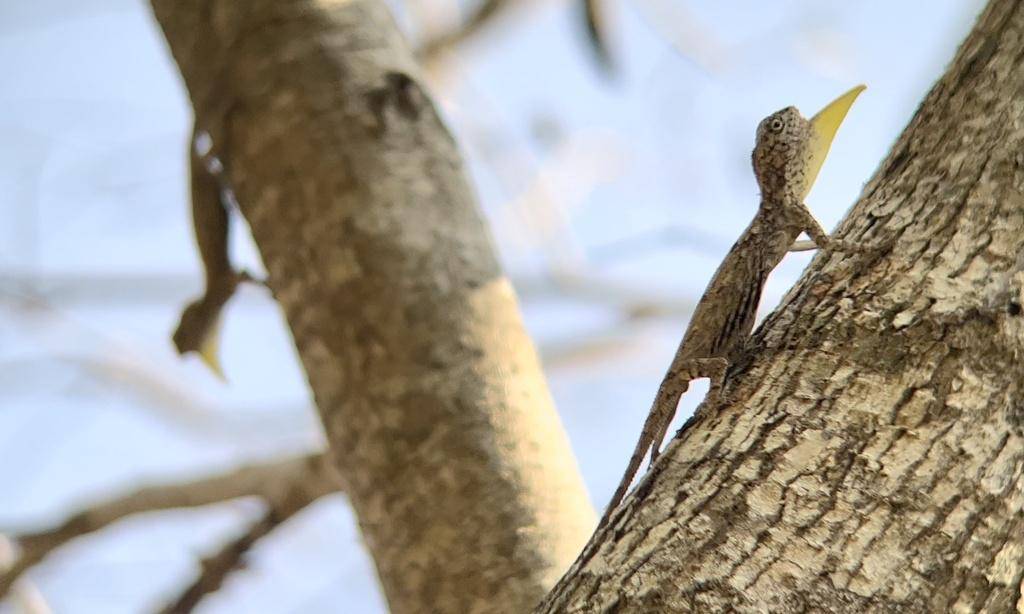 Flying dragon (inaturalist.org/Aiken Lau)