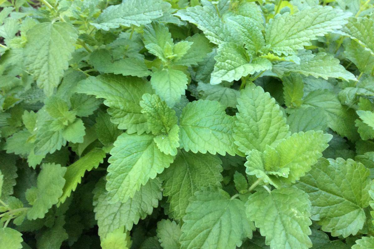 Ilustrasi tanaman lemon balm (commons.wikimedia.org/Killarnee)
