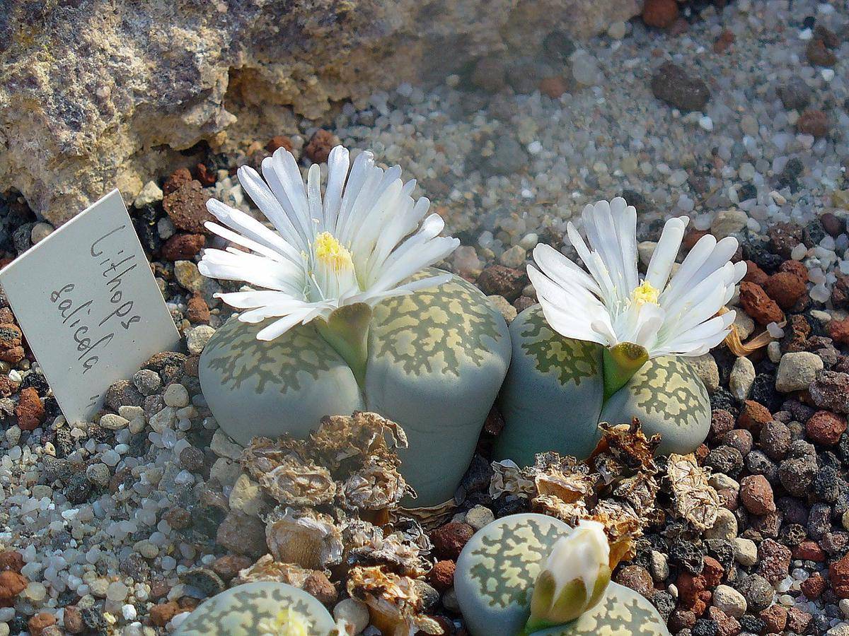 living stone (commons.wikimedia.org/H. Zell)