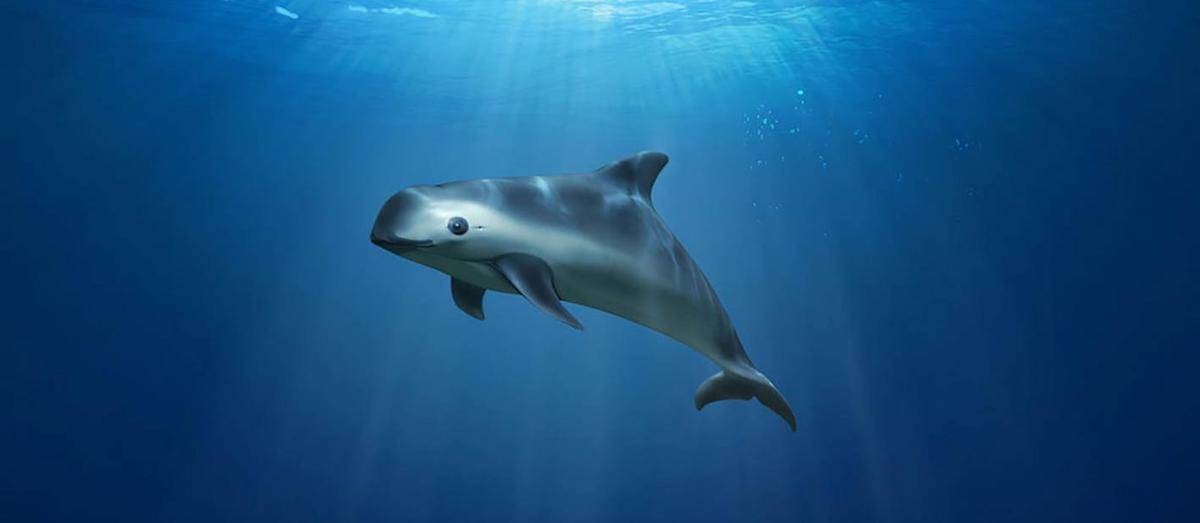 Vaquita (dok. wildfor.life)