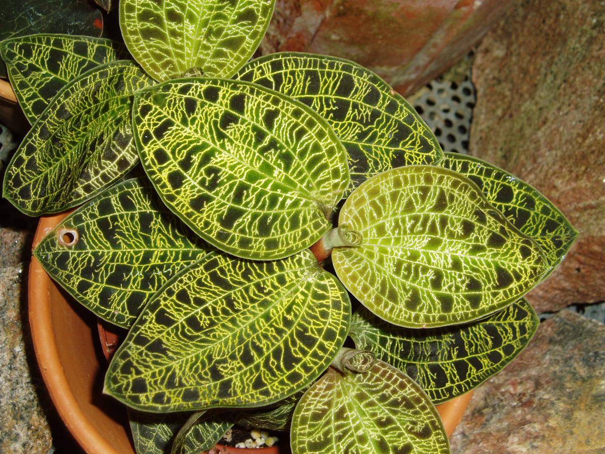 jewel orchid (commons.wikimedia.org/Udo Schröter)