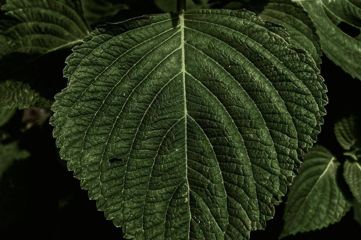 ilustrasi daun perilla (pexels.com/Animesh Srivastava)