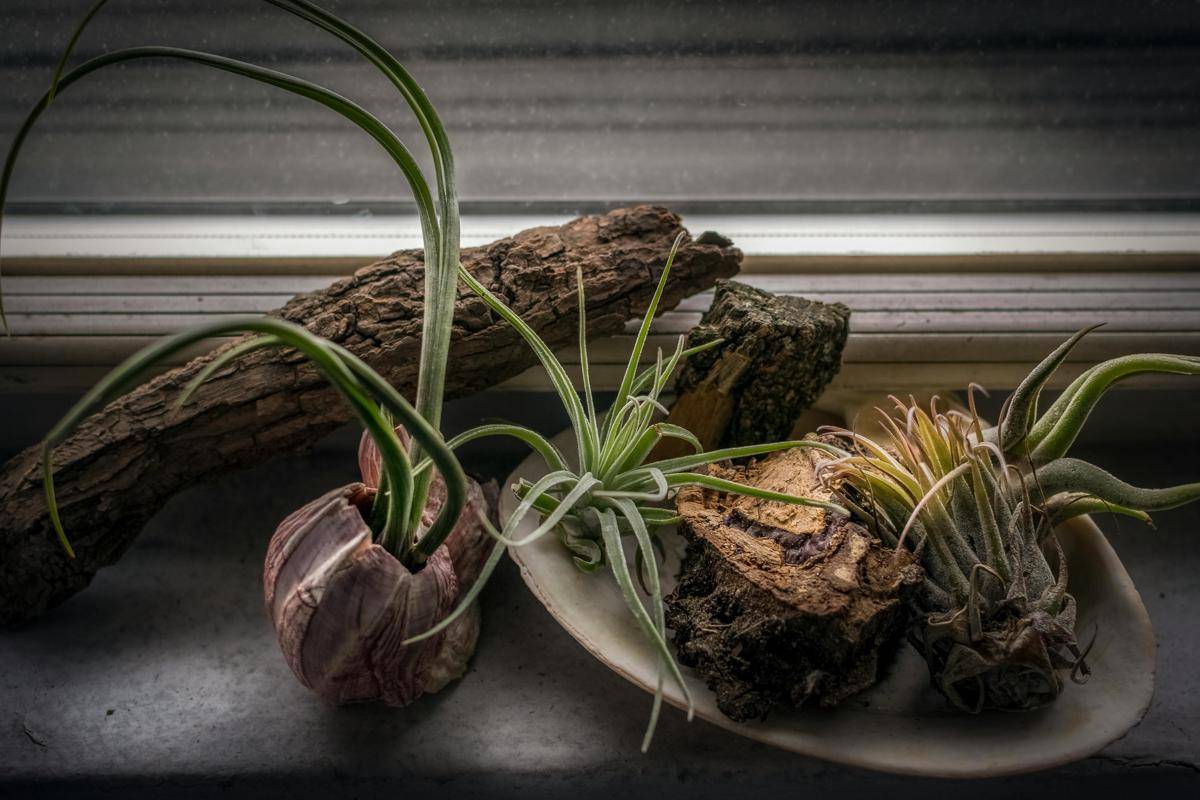 Ilustrasi tanaman tillandsia (pexels.com/Ralph Chang)
