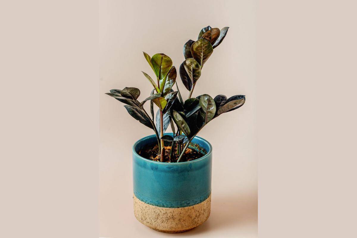 ZZ plant raven (commons.wikimedia.org/Dbwolfe)