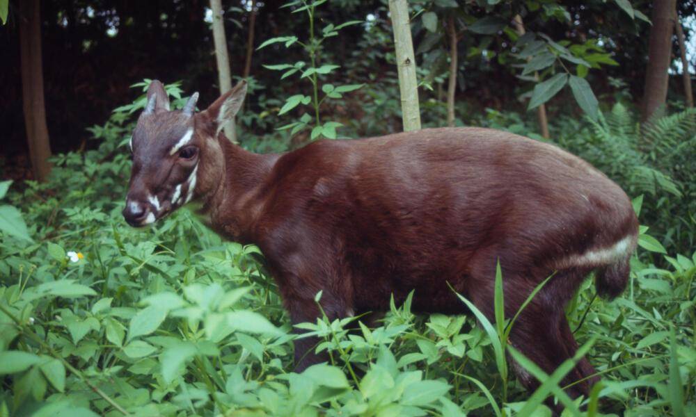 Saola (dok. worldwildlife.org)