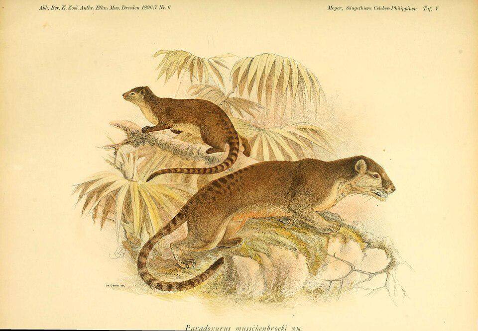 ilustrasi musang sulawesi (commons.wikimedia.org/Königl)