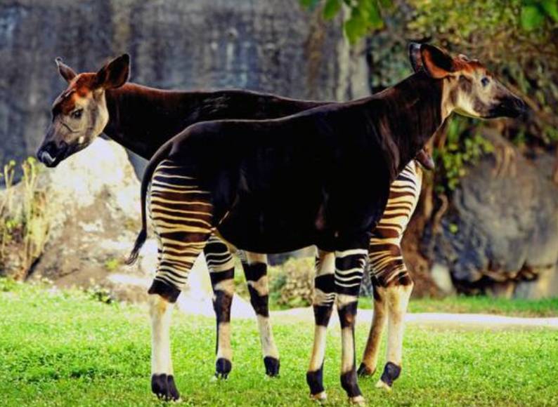 potret okapi (commons.wikimedia.org/Grace Tshiyonga)
