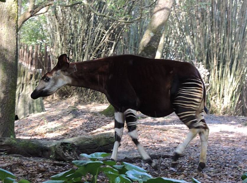 potret okapi (commons.wikimedia.org/Abujoy)
