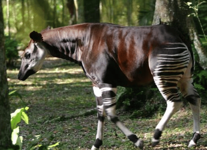 5 Fakta Menarik Okapi, Satwa Hutan yang Mirip Zebra dan Jerapah | IDN Times