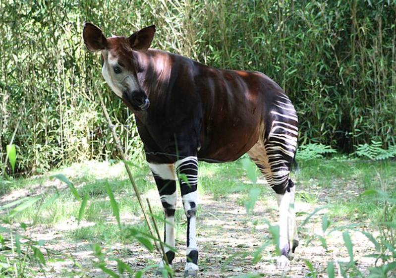potret okapi (commons.wikimedia.org/Ryan Schwark)