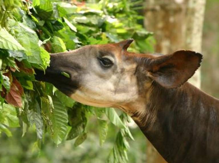 potret okapi (commons.wikimedia.org/Radio Okapi)