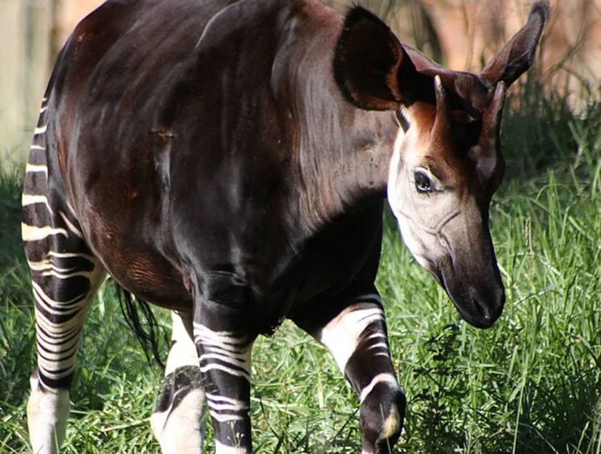 potret okapi (commons.wikimedia.org/derekkeats)