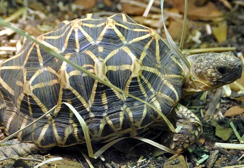 potret indian star tortoise (commons.wikimedia.org/Jacob.jose)
