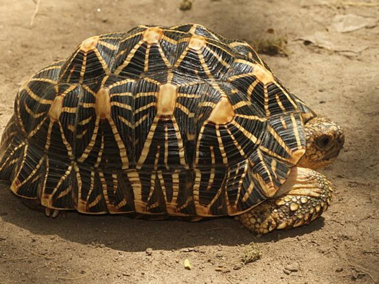 potret indian star tortoise (commons.wikimedia.org/Davidvraju)