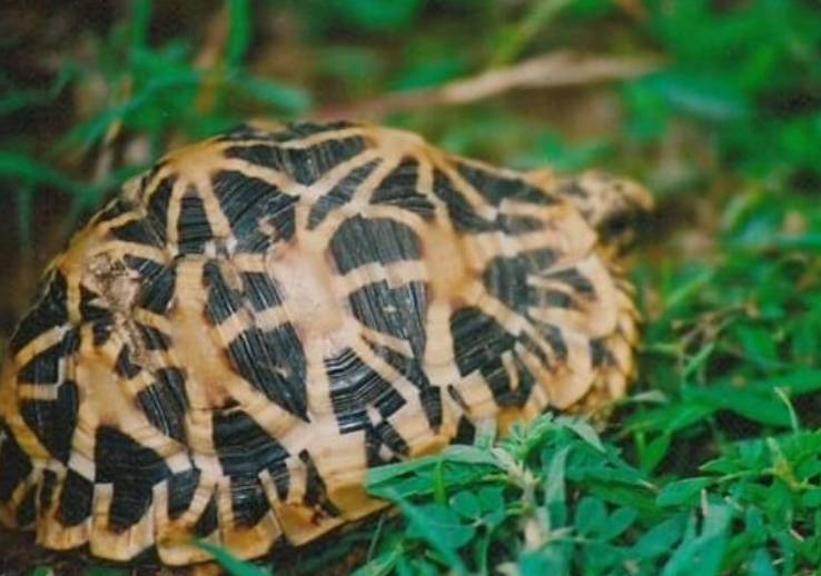 potret indian star tortoise (commons.wikimedia.org/Shino jacob koottanad)