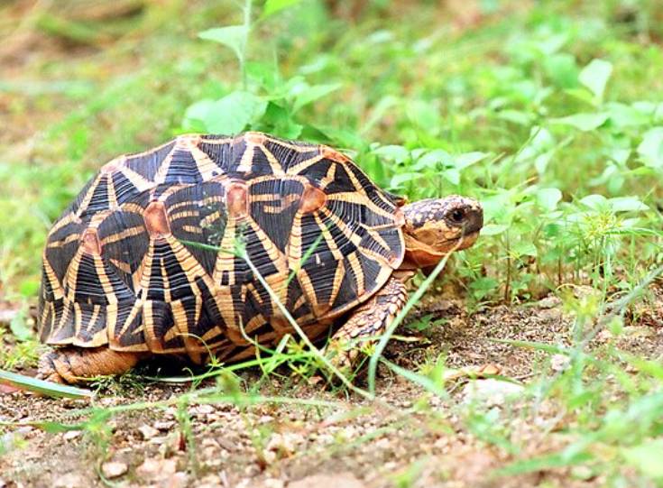 potret indian star tortoise (commons.wikimedia.org/N.A.Nazeer)