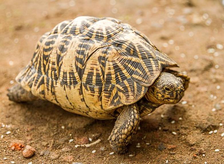potret indian star tortoise (commons.wikimedia.org/M Kooragamage)