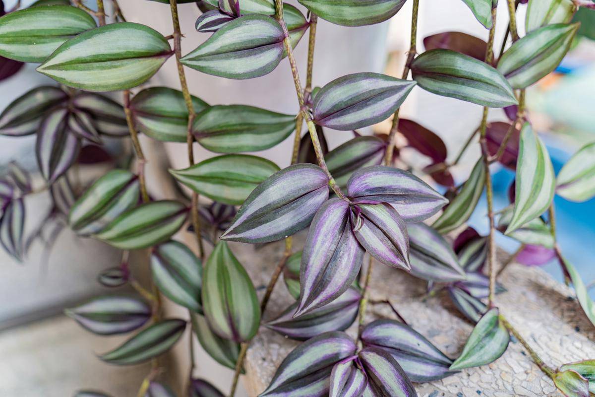 ilustrasi tanaman tradescantia zebrina (unsplash.com/sq lim)