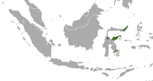 ilustrasi peta persebaran musang sulawesi (commons.wikimedia.org/Chermundy)