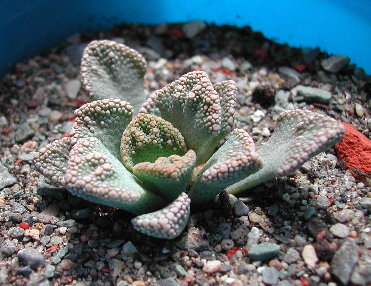concrete leaf (commons.wikimedia.org/Ivan I. Boldyrev)