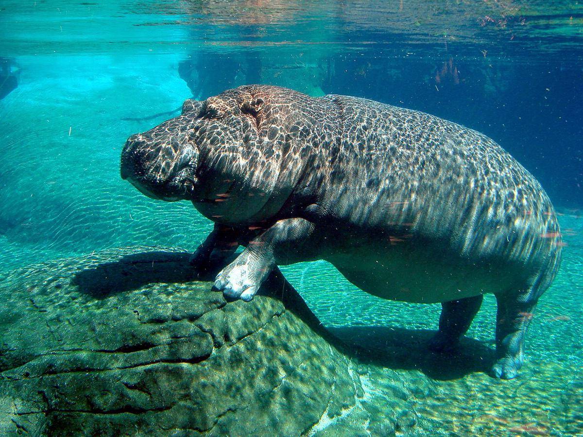 Kuda nil (commons.wikimedia.org/cloudzilla) 