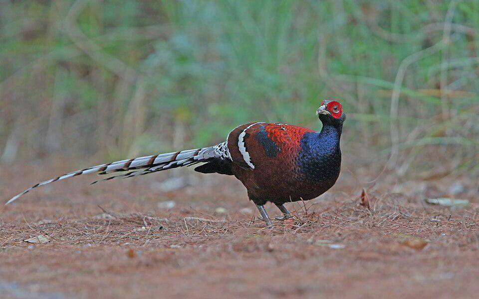 Burung Pegar 