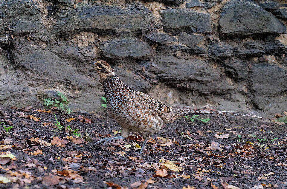 Burung Pegar 