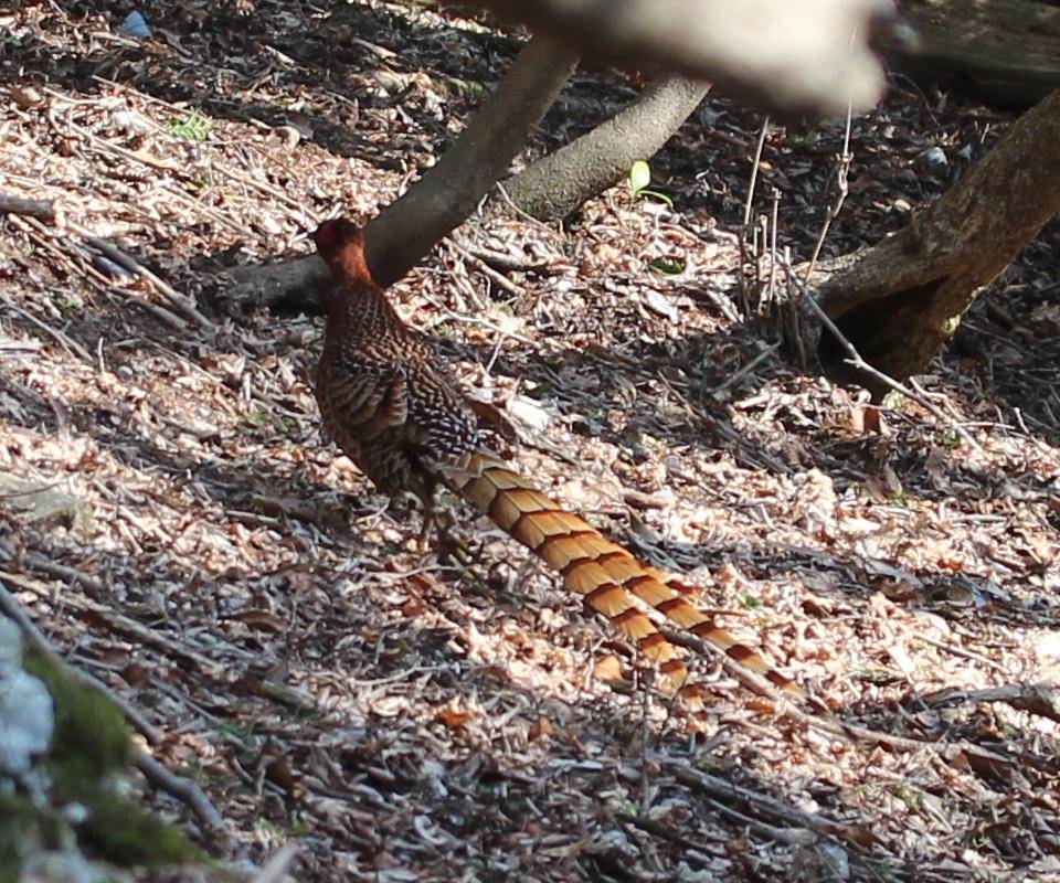 Burung Pegar 