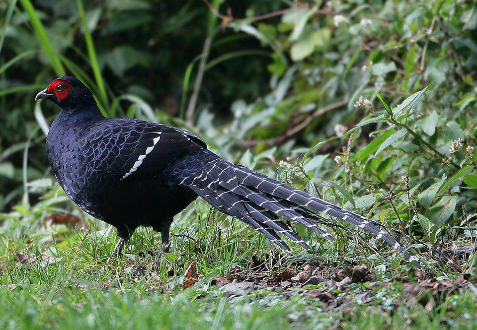 Burung Pegar 