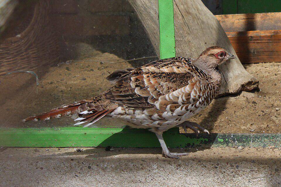 Burung Pegar 