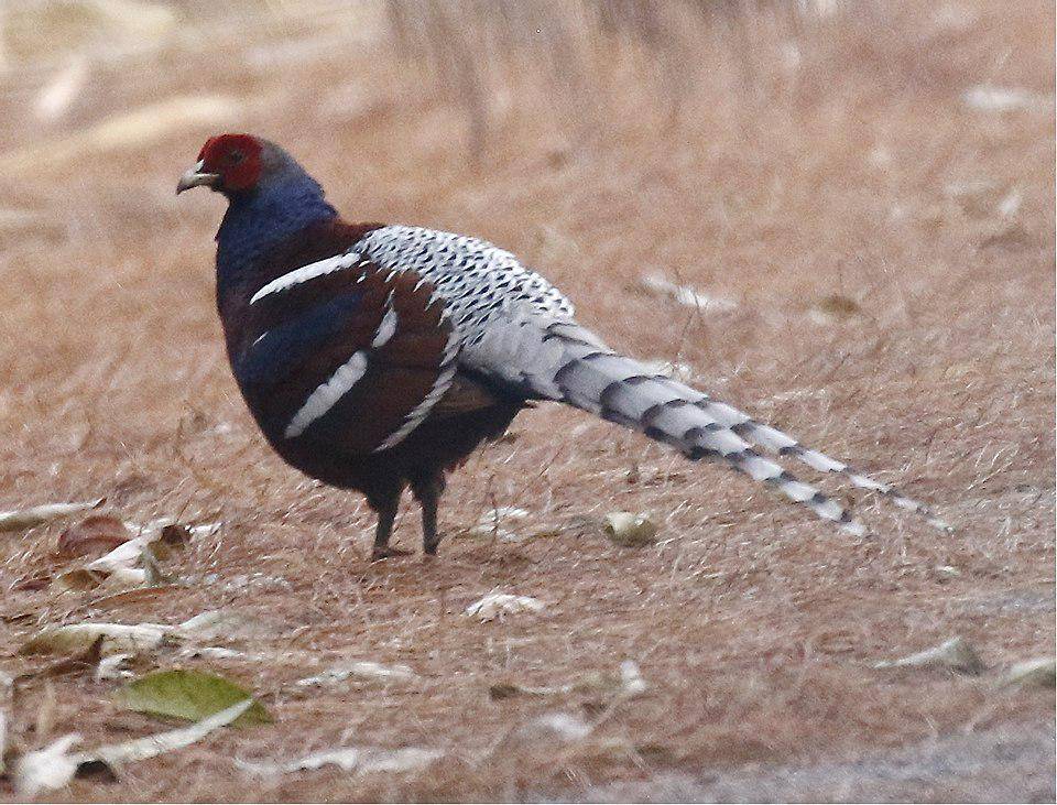 Burung Pegar 
