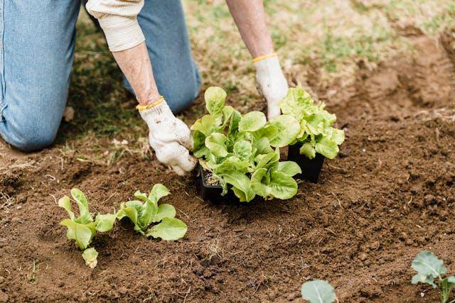 Ilustrasi berkebun (Pexels.com/Greta Hoffman) 