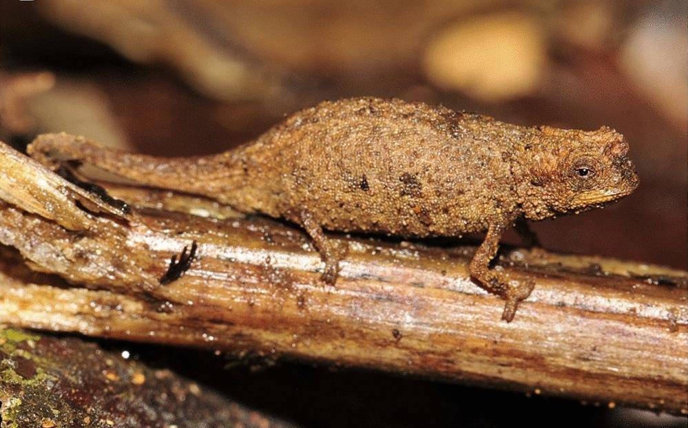 Brookesia nana (commons.wikimedia.org/Frank Glaw, Jörn Köhler, Oliver Hawlitschek, Fanomezana M. Ratsoavina, Andolalao Rakotoarison, Mark D. Scherz & Miguel Vences)