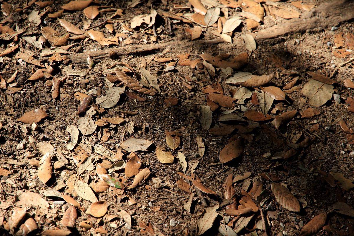 Ilustrasi lantai hutan, tempat tinggal Brookesia nana (pixabay.com/efes)