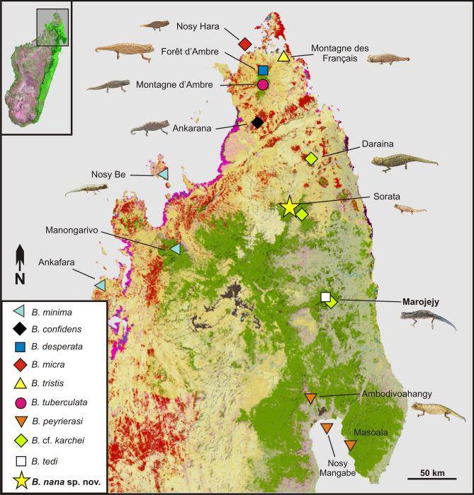 Peta Madagaskar utara, menunjukkan Sorata sebagai lokasi ditemukannya Brookesia nana (pmc.ncbi.nlm.nih.gov/Jurnal Scientific Reports)
