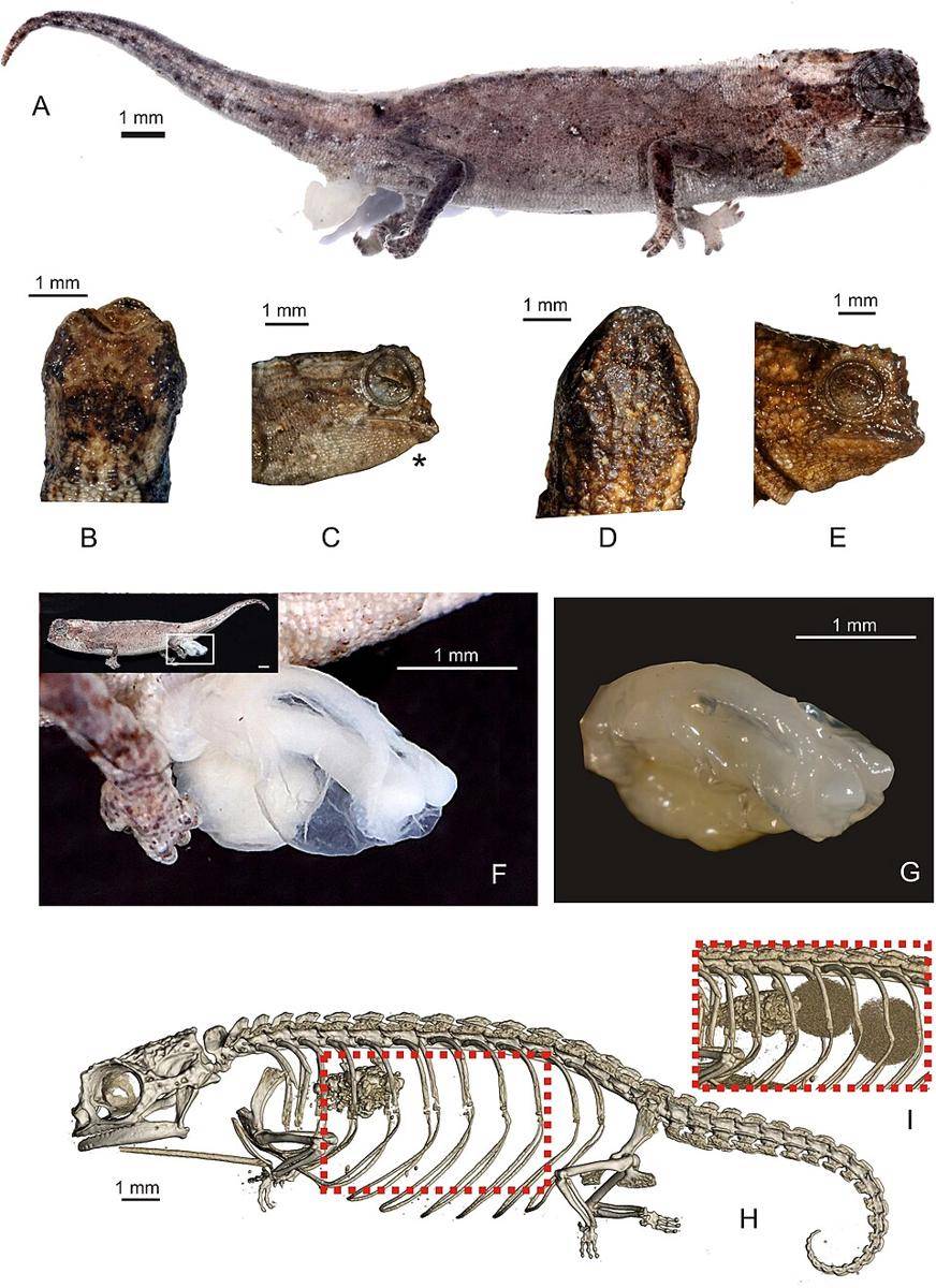 Gambar (F) dan (G) menunjukkan hemipenis Brookesia nana jantan, (I) menunjukkan dua telur yang ada di ovarium betina (commons.wikimedia.org/Frank Glaw, Jörn Köhler, Oliver Hawlitschek, Fanomezana M. Ratsoavina, Andolalao Rakotoarison, Mark D. Scherz & Miguel Vences)