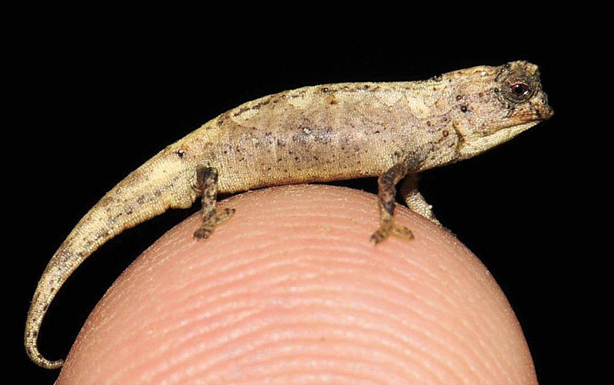 Ukuran tubuh Brookesia nana, hanya selebar ujung jari orang dewasa (commons.wikimedia.org/Frank Glaw, Jörn Köhler, Oliver Hawlitschek, Fanomezana M. Ratsoavina, Andolalao Rakotoarison, Mark D. Scherz & Miguel Vences)