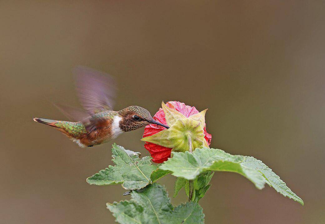 ilustrasi kolibri gunung berapi