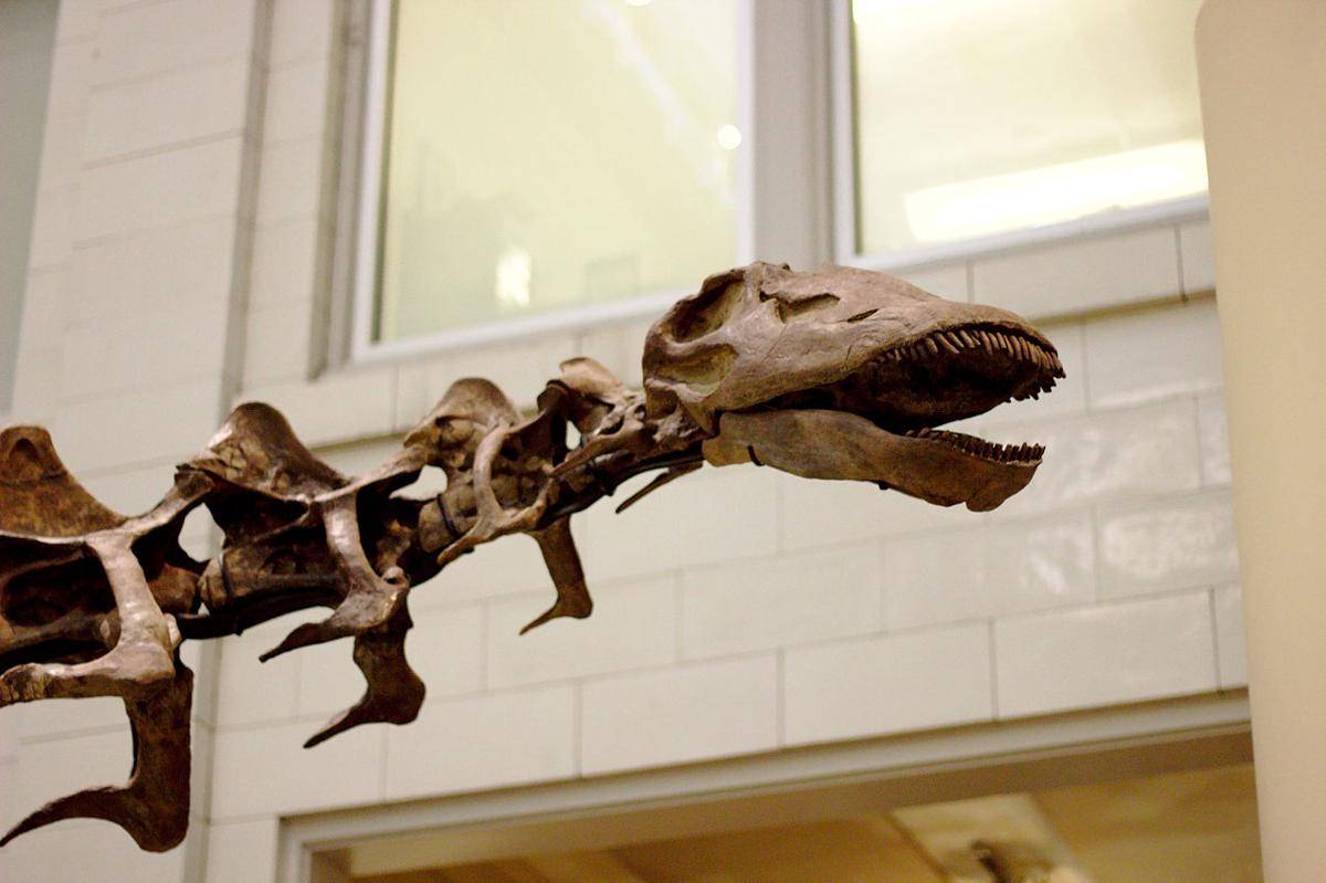 rekonstruksi kerangka dinosaurus (commons.wikimedia.org/Sage Ross)