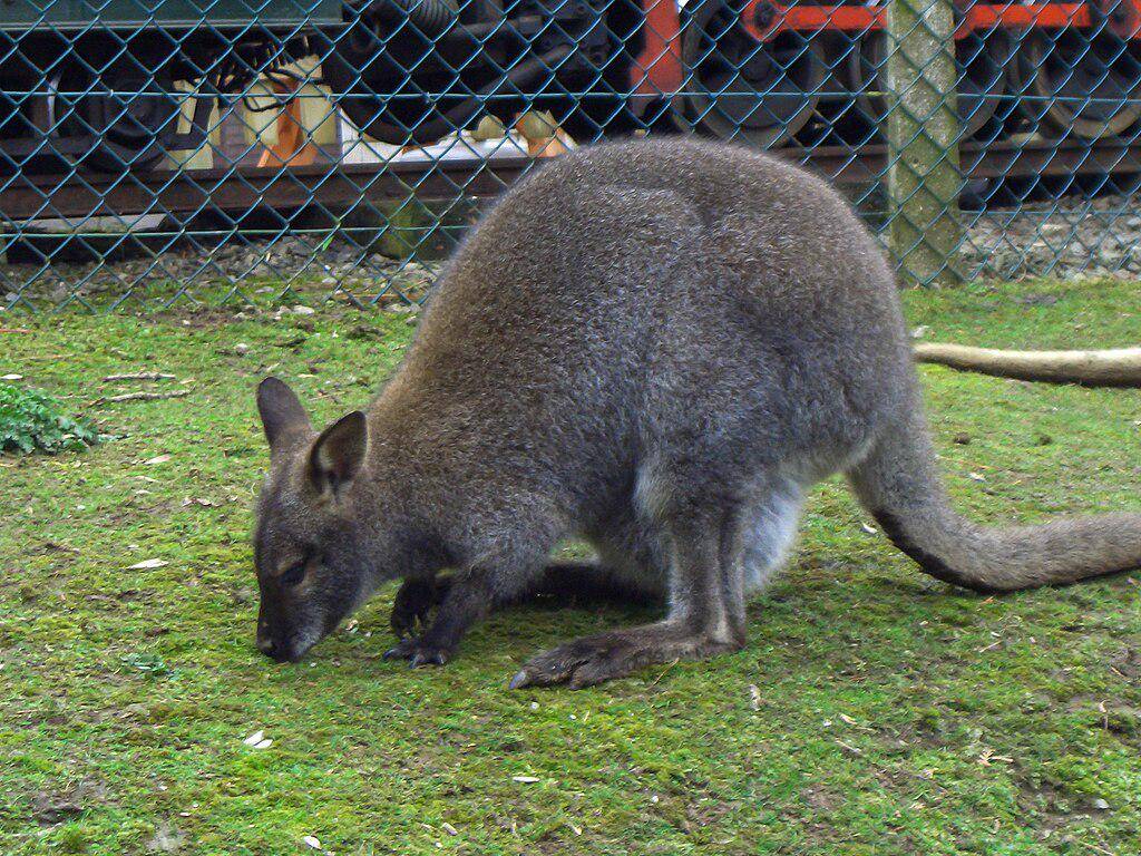 Kanguru (commons.wikimedia.org/Mike Peel) 