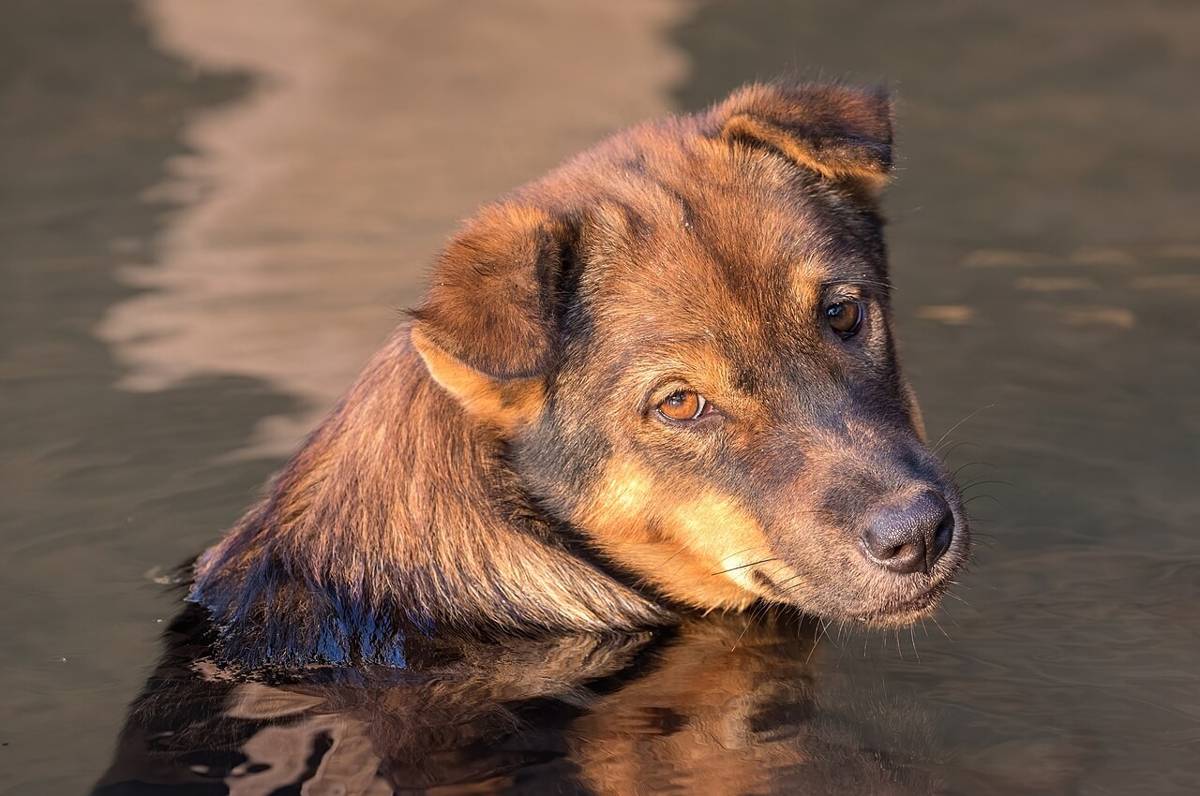 anjing (commons.wikimedia.org/Basile Morin)