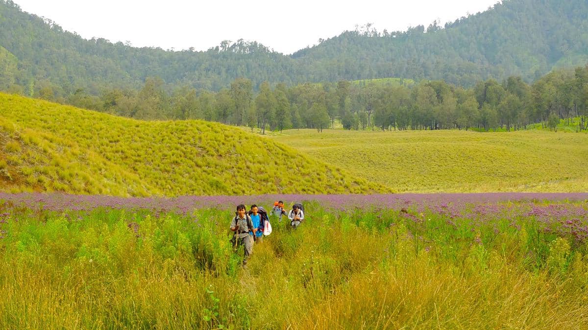 potret sabana gunung Semeru