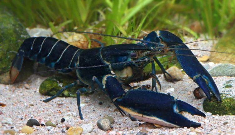 potret Cherax arguni (dok. UGM/Christian Lukhaup)