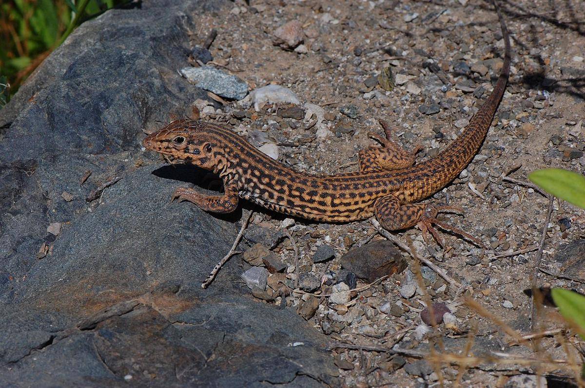 western whiptail (commons.wikimedia.org/Eugene Zelenko)