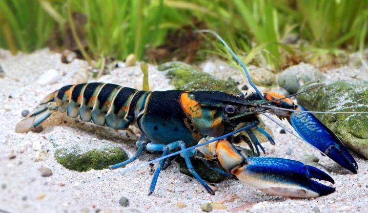 potret spesies baru lobster air tawar yang ditemukan peneliti UGM (dok. UGM/Christian Lukhaup)