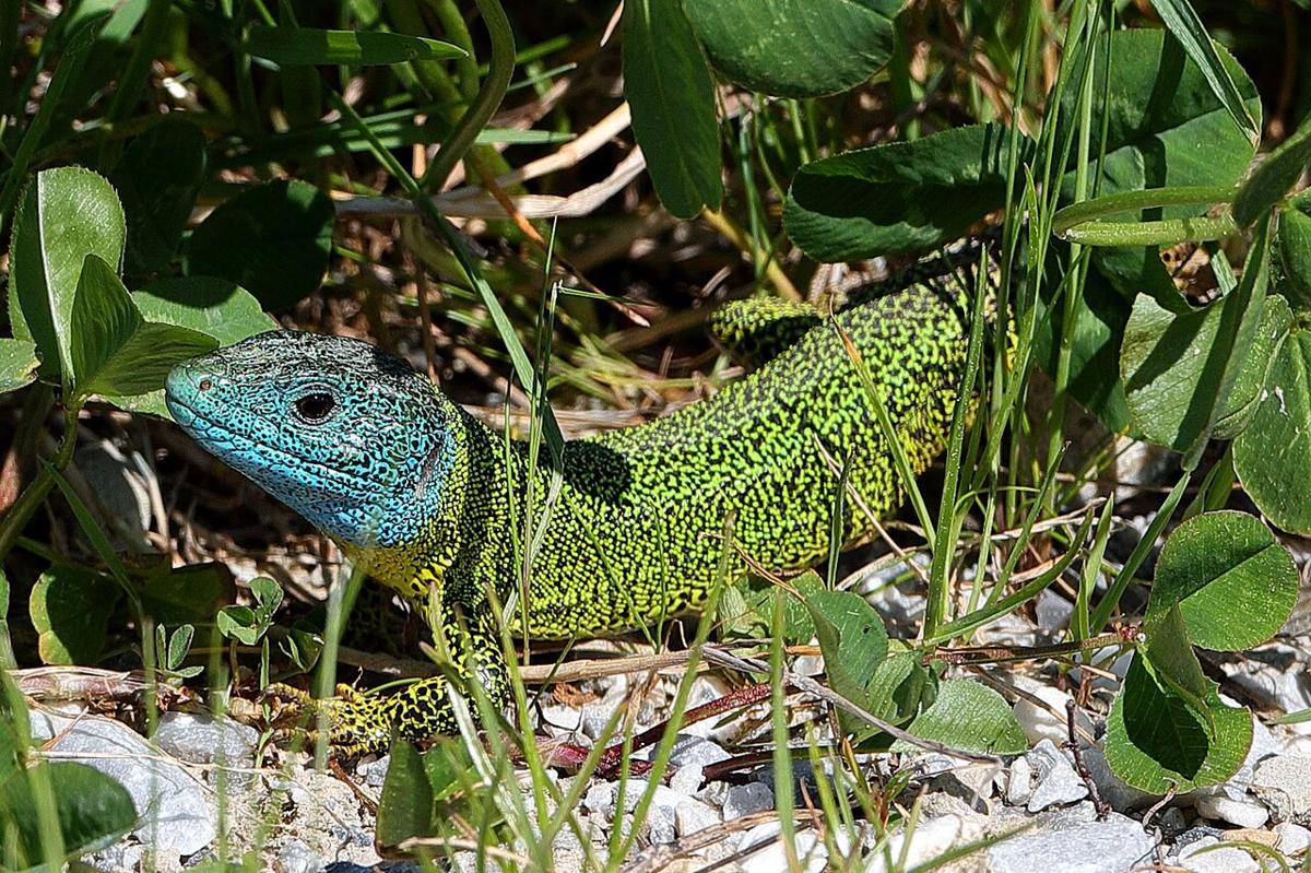 Kadal dari Genus Lacerta